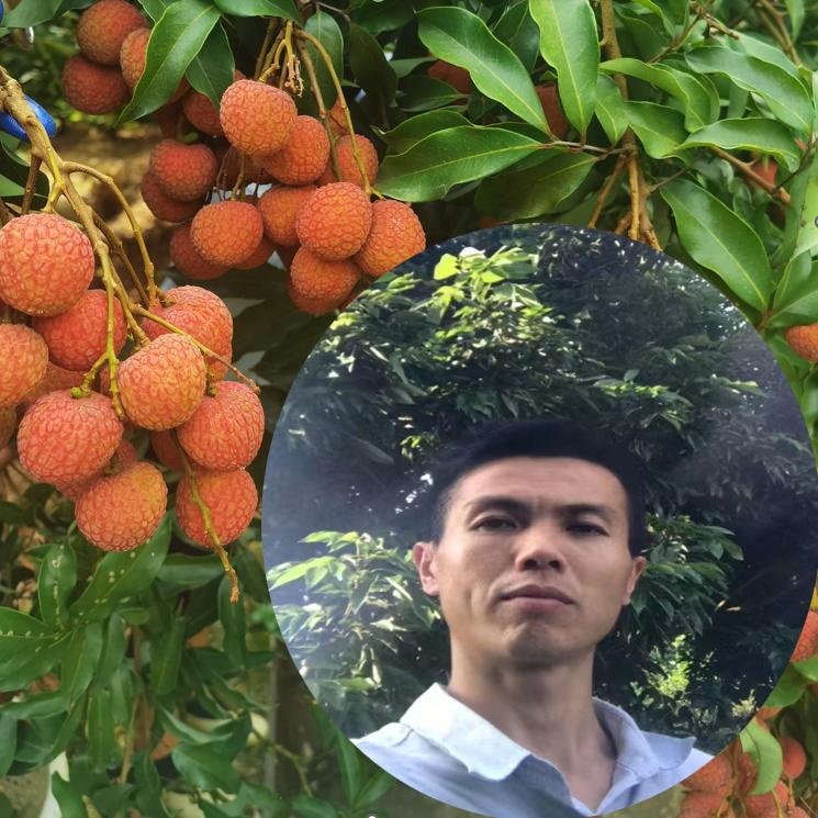 阿华说荔枝