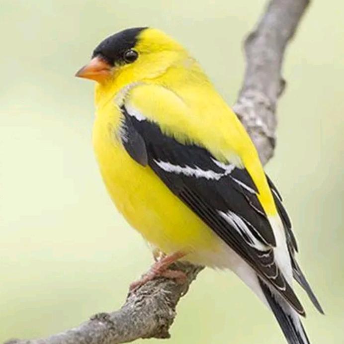 霸道总裁夫人。