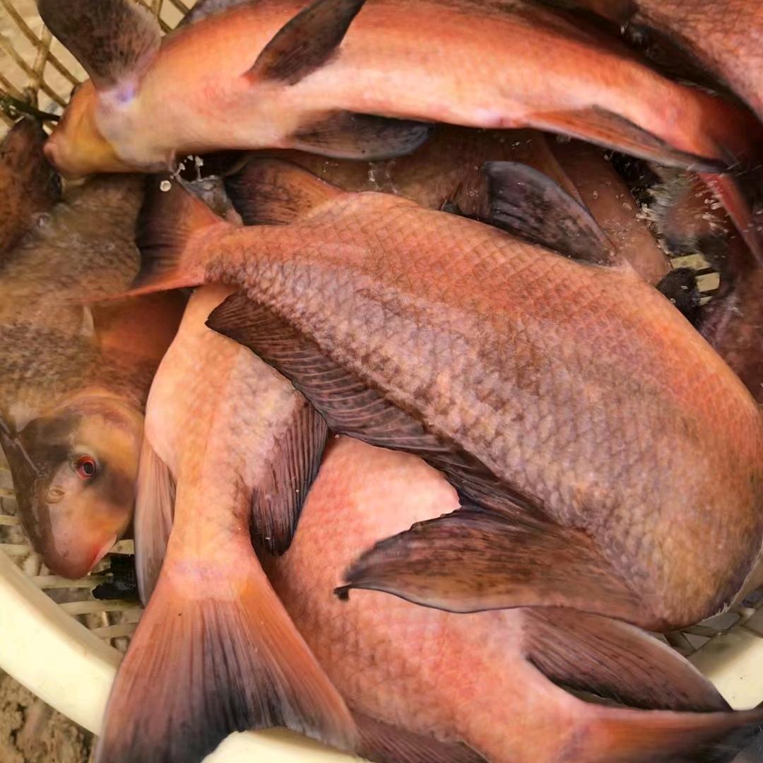 云贵川水产养殖批发