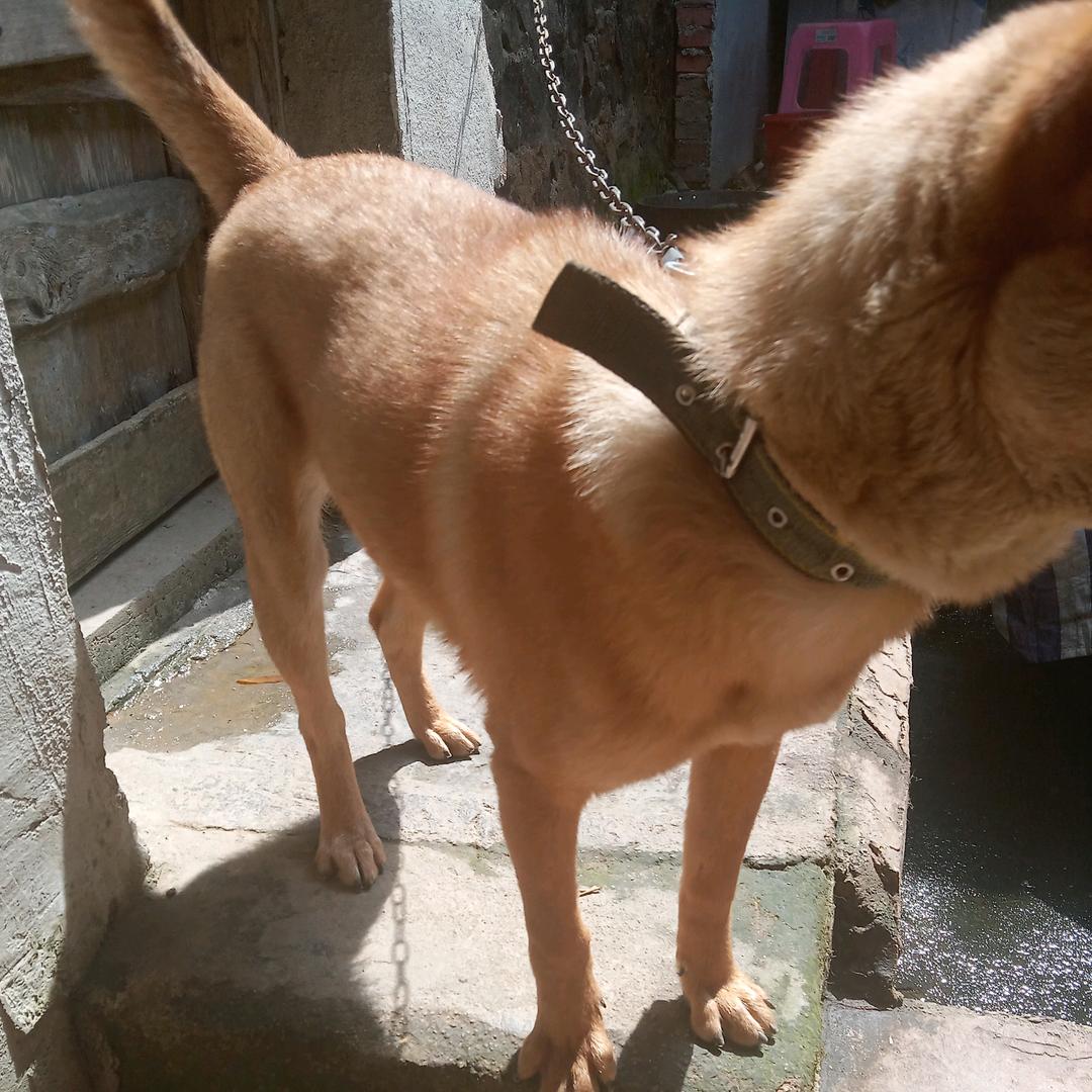 环珍