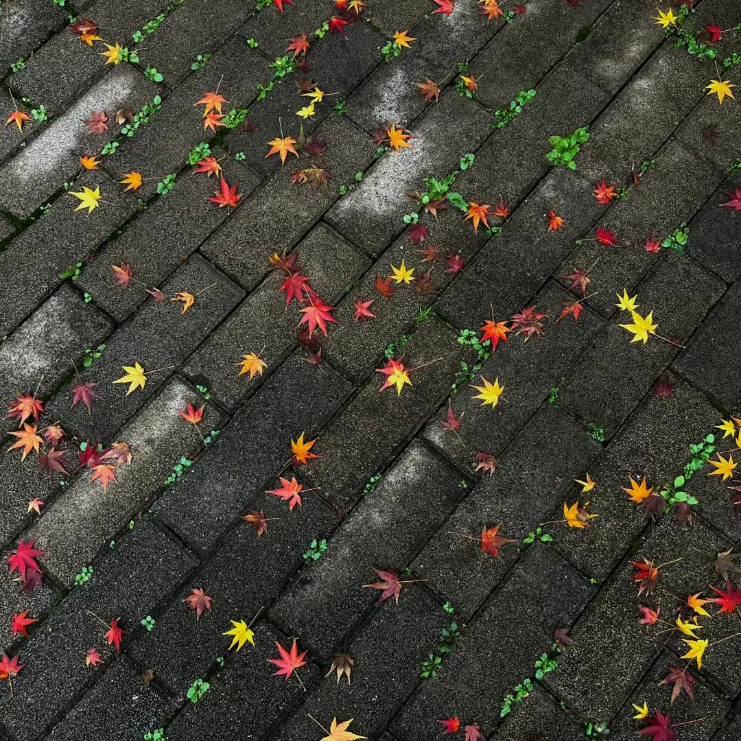 一城烟雨（🏠自装中）