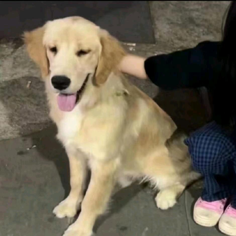猪崽不是分奴