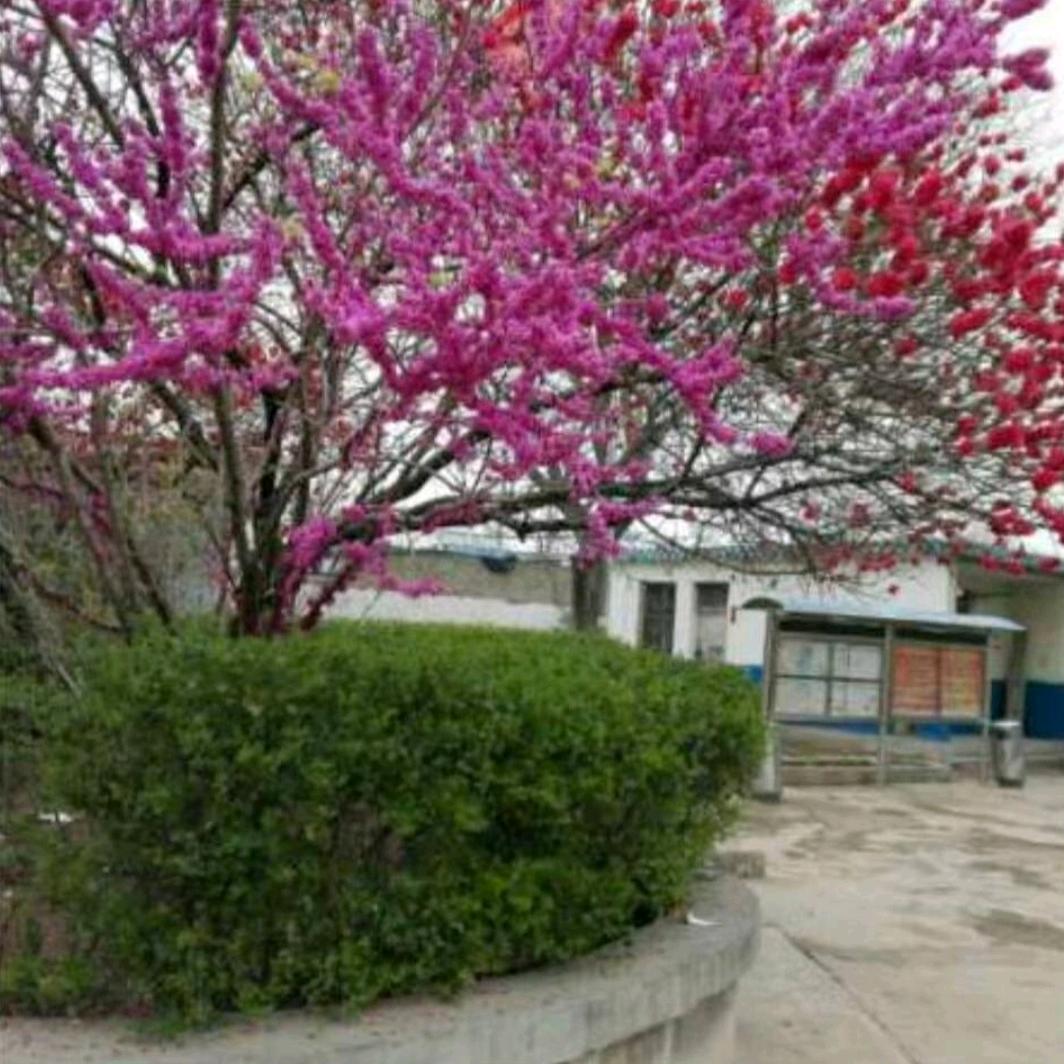 岁岁平安