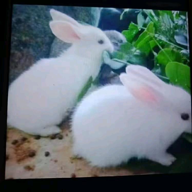 🐇3Q小白兔🐇