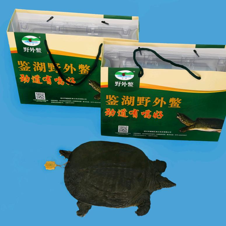 鉴湖野外鳖基地.渔父农庄