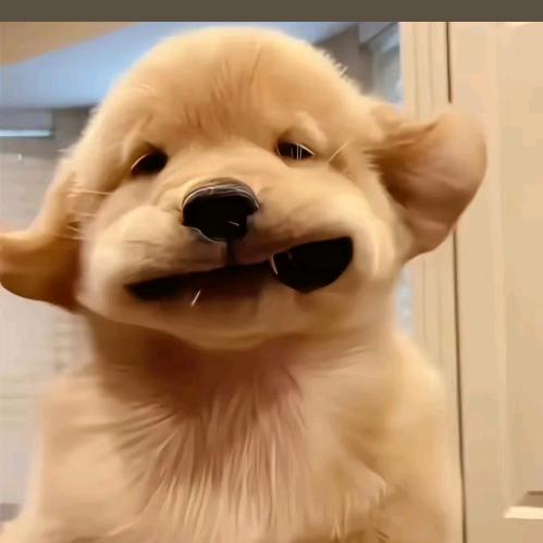 下次見🐾