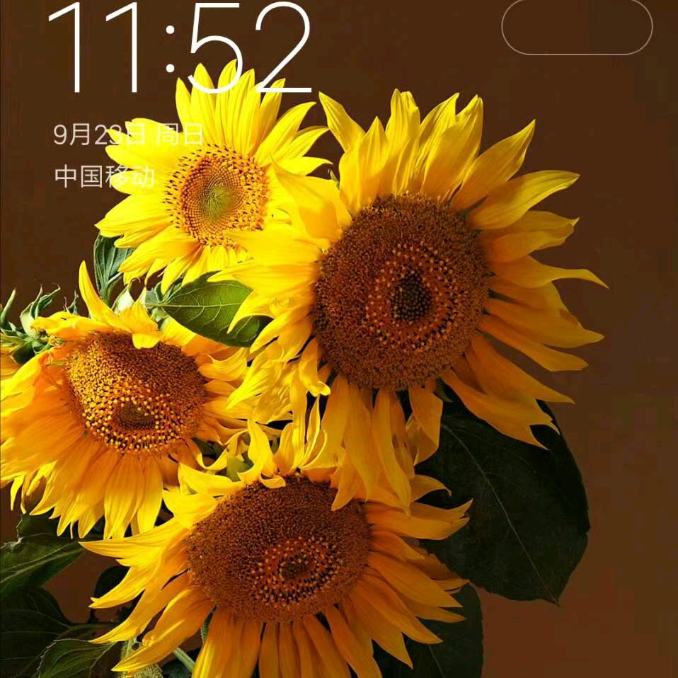 紫色烟花😇😇