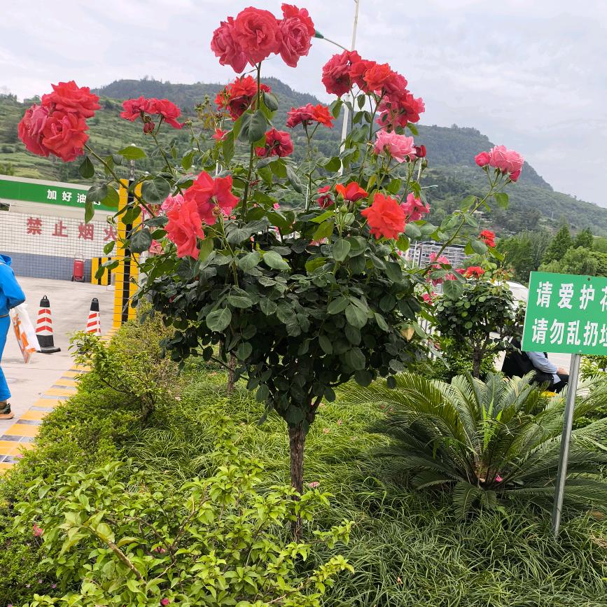 建英