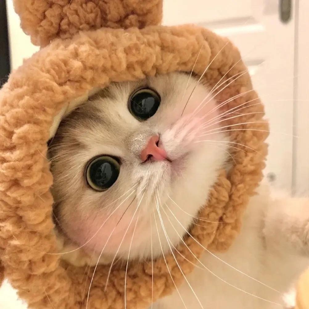 小猫碎碎念⌯'Ⱉ'⌯