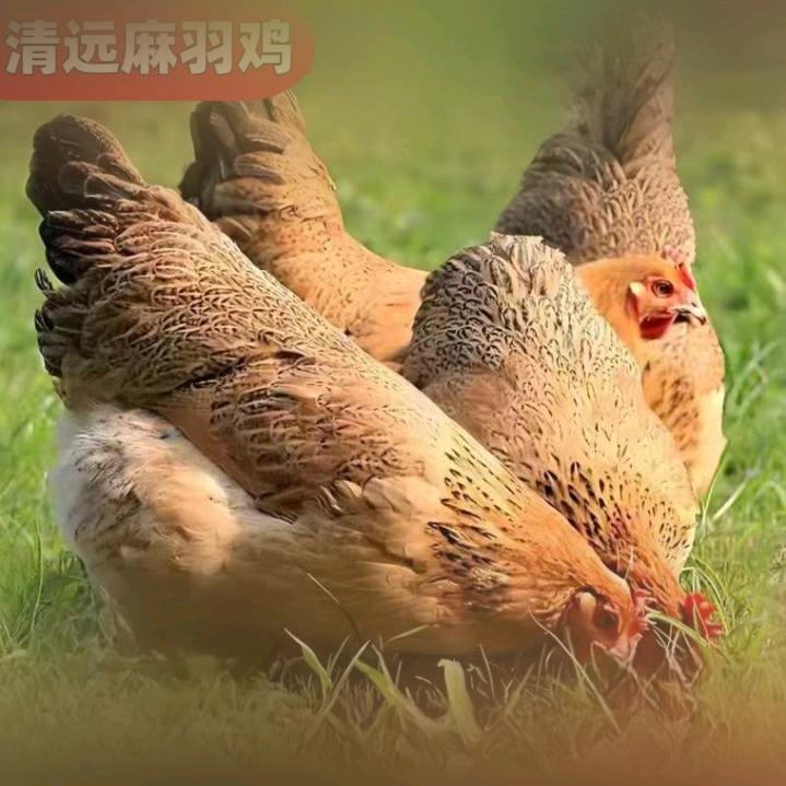 清远鸡脆皮鸡(养殖场直供）