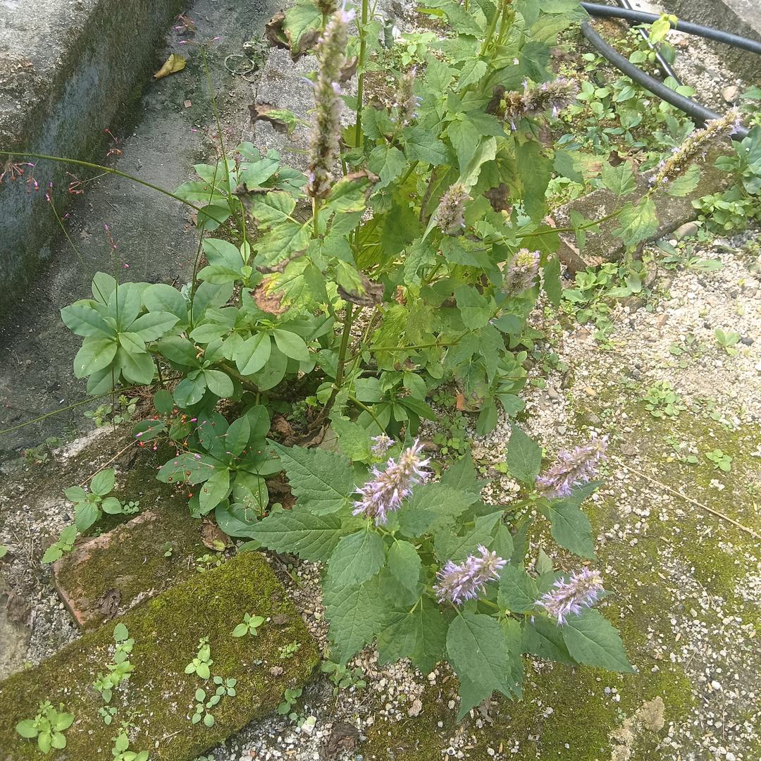 甜叶菊