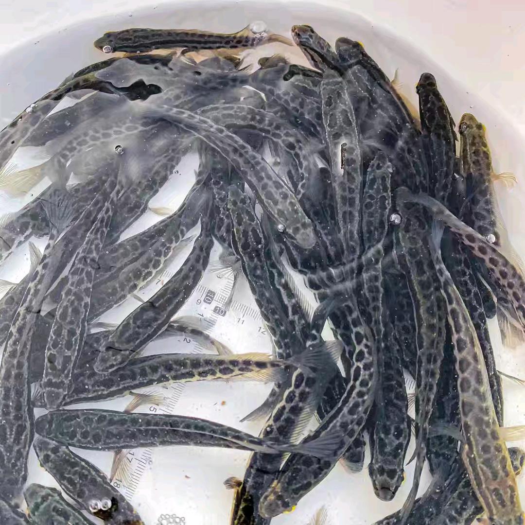 黑鱼专家