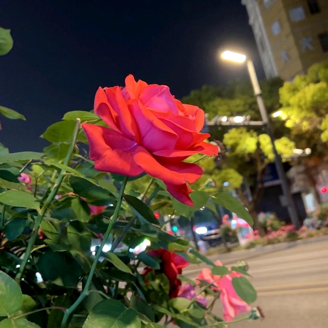伊伊