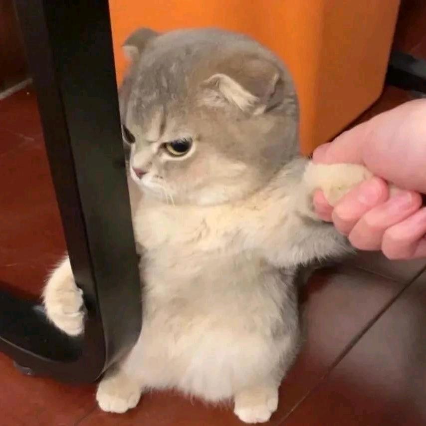 九猫🐱