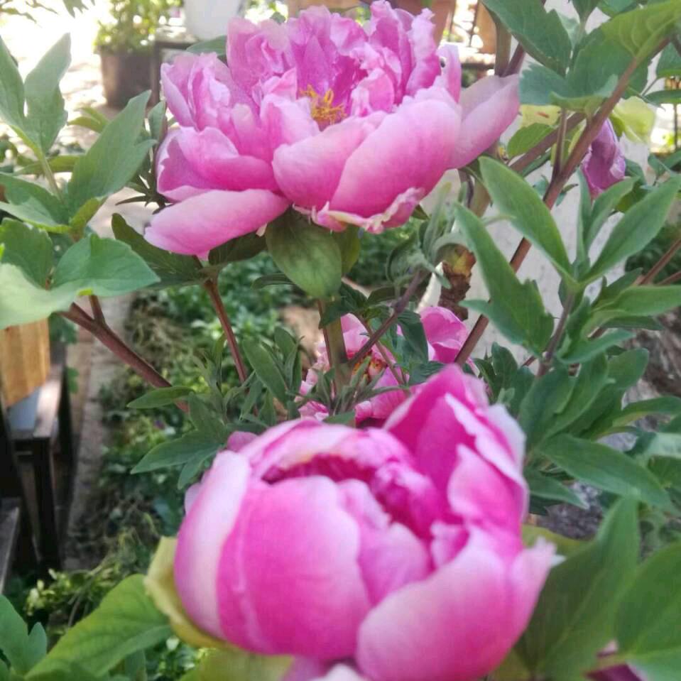 平安是福