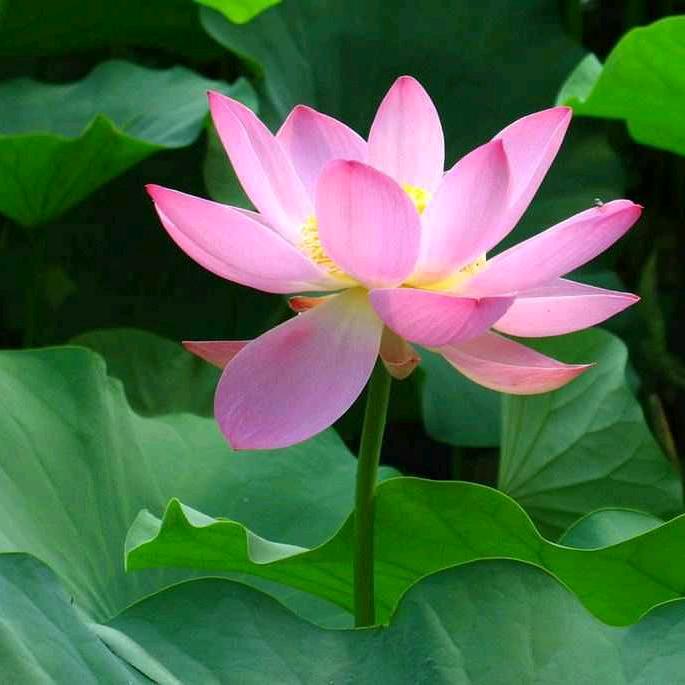 缘来有你
