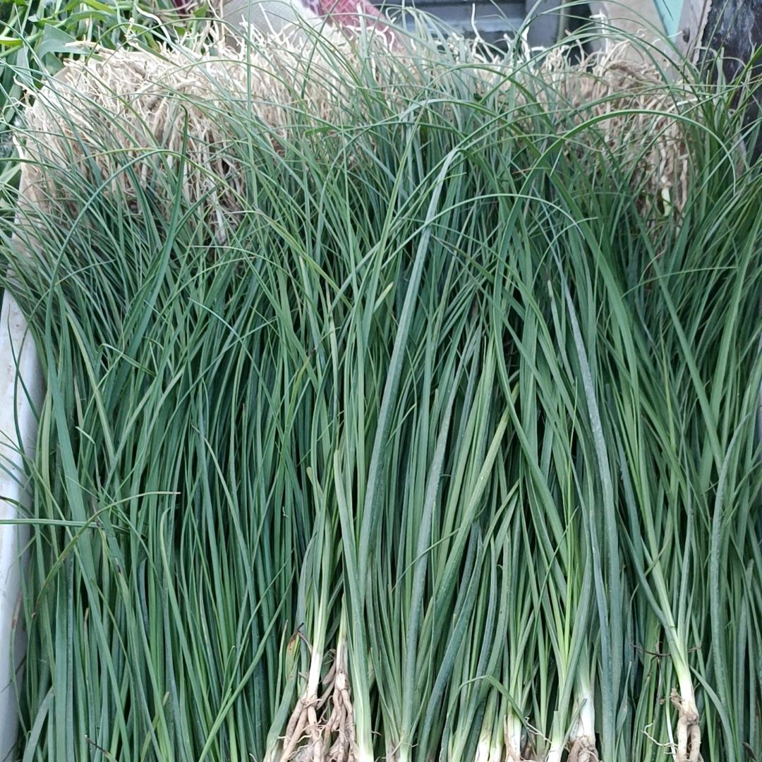 致静种植合作社