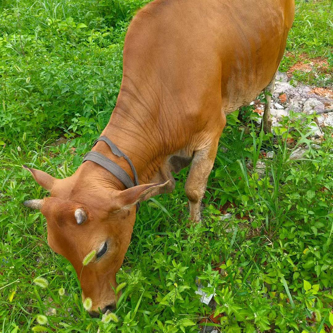 武义生发黄牛肉