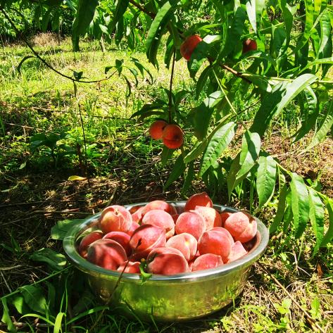 涛哥o︻$百隆果业