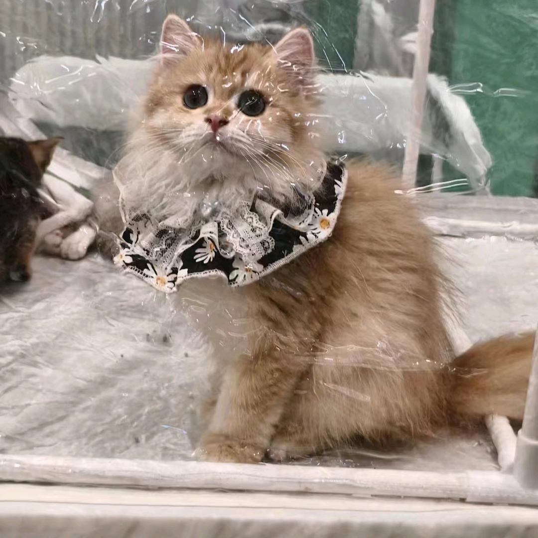 猫尼卡宠物玩具小卖部