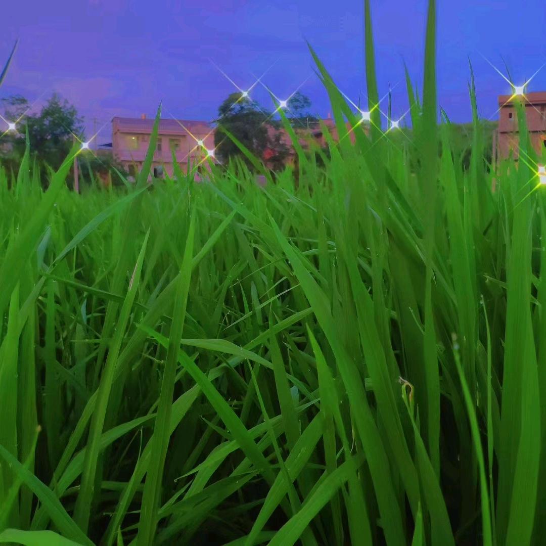 🎆🎆🎆🎆