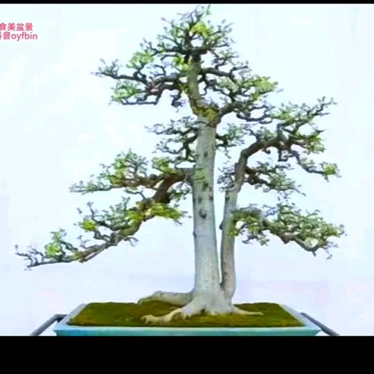 阮小二