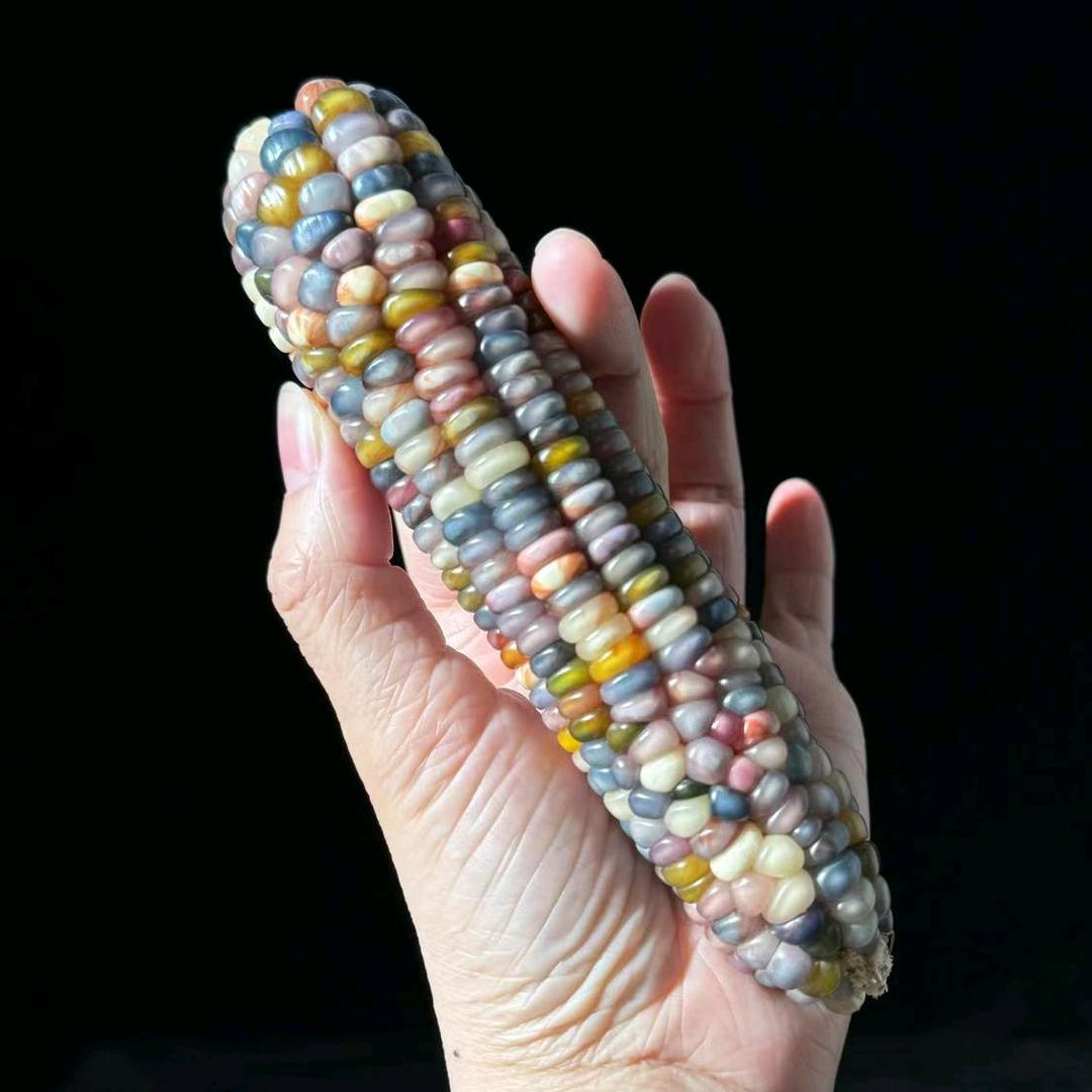 璟锦爱盘小玉米8