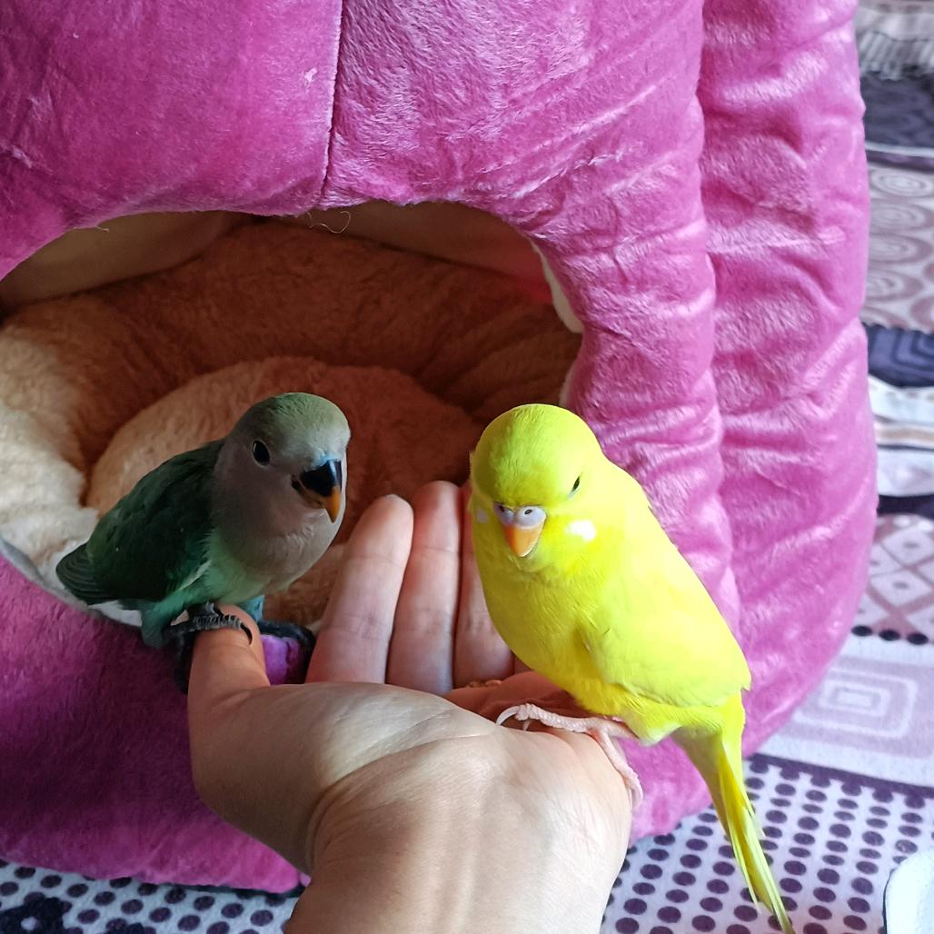 🐠寻水的鱼🐠