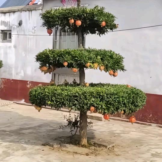 心好