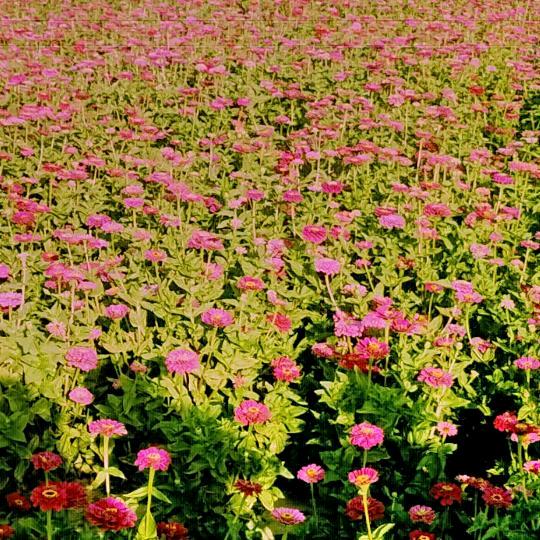 💐❤️巜谁懂我内心的痛》