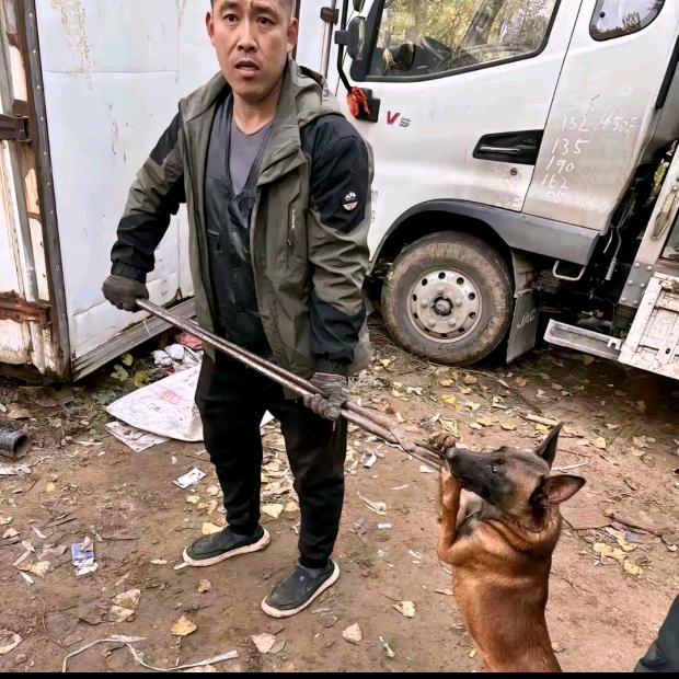 山东套狗王（全山东可套）