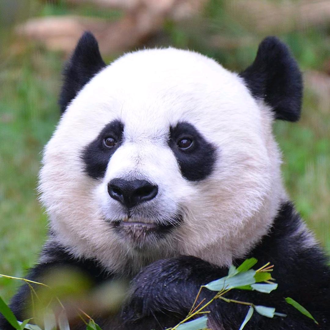 梁爽