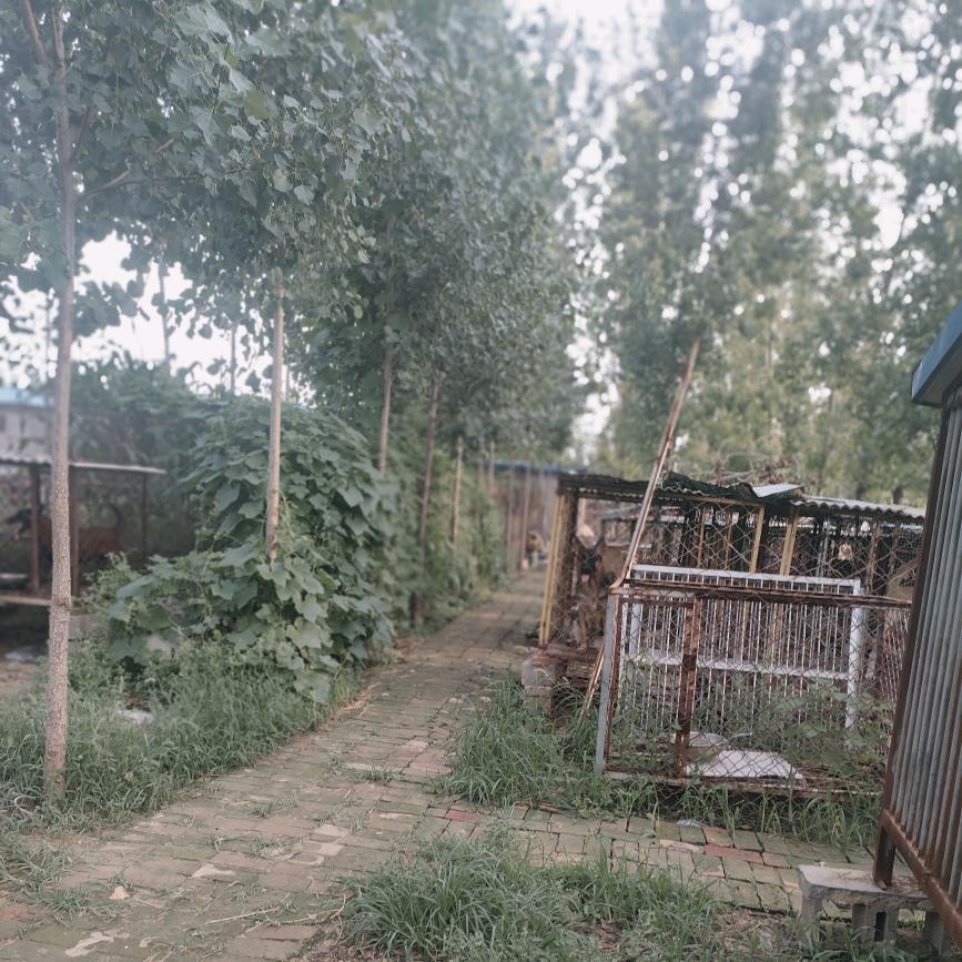 信誉犬业德牧繁育基地