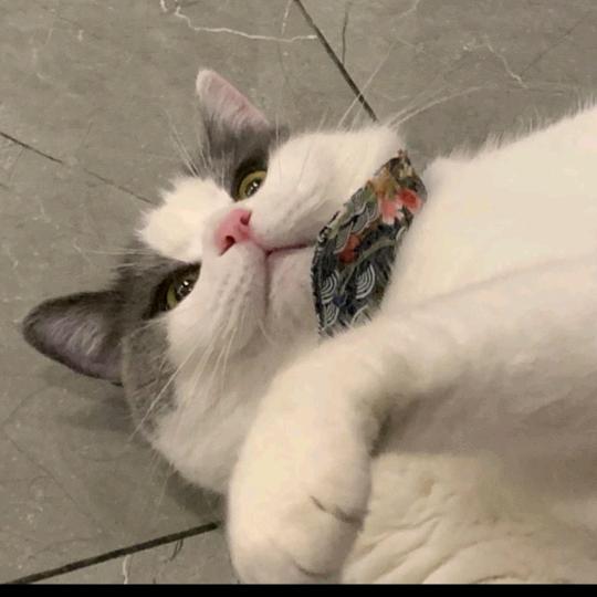 暖男排狗后面