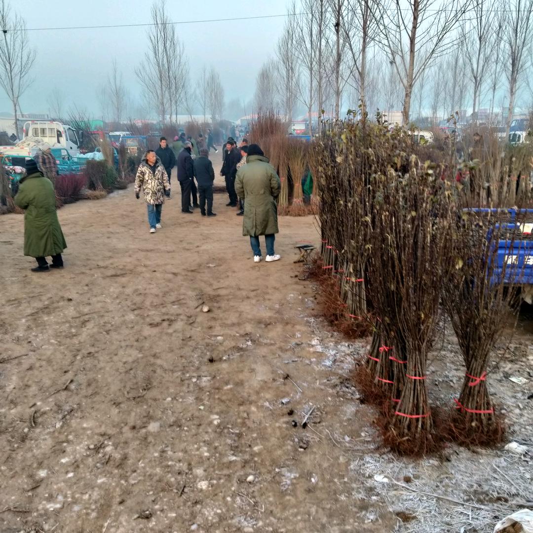 美泽果树苗木专营店1号