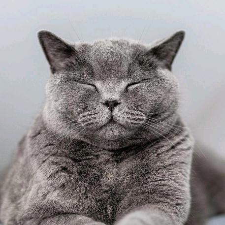 两只流量猫