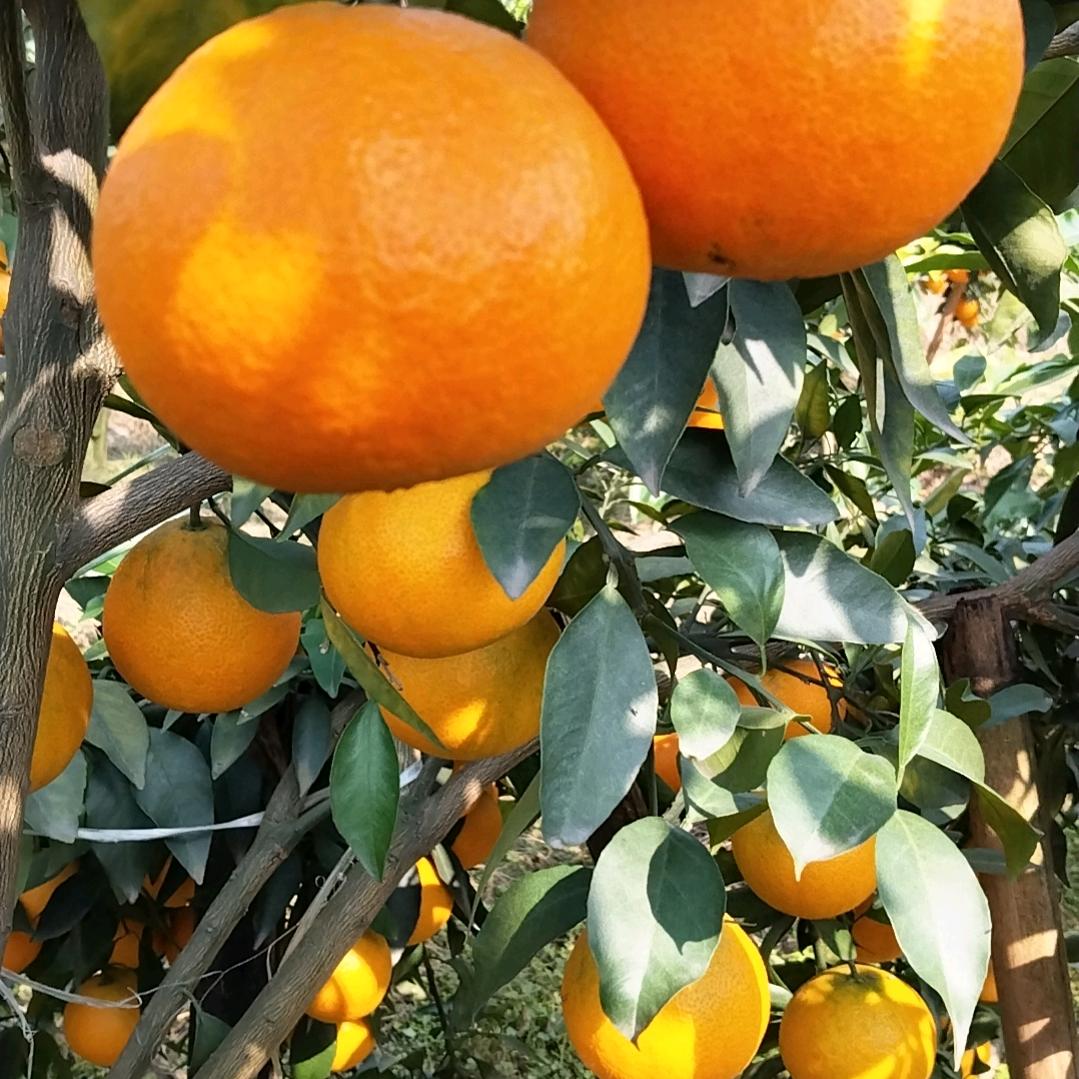 蒲江沐苒果业。购销水果