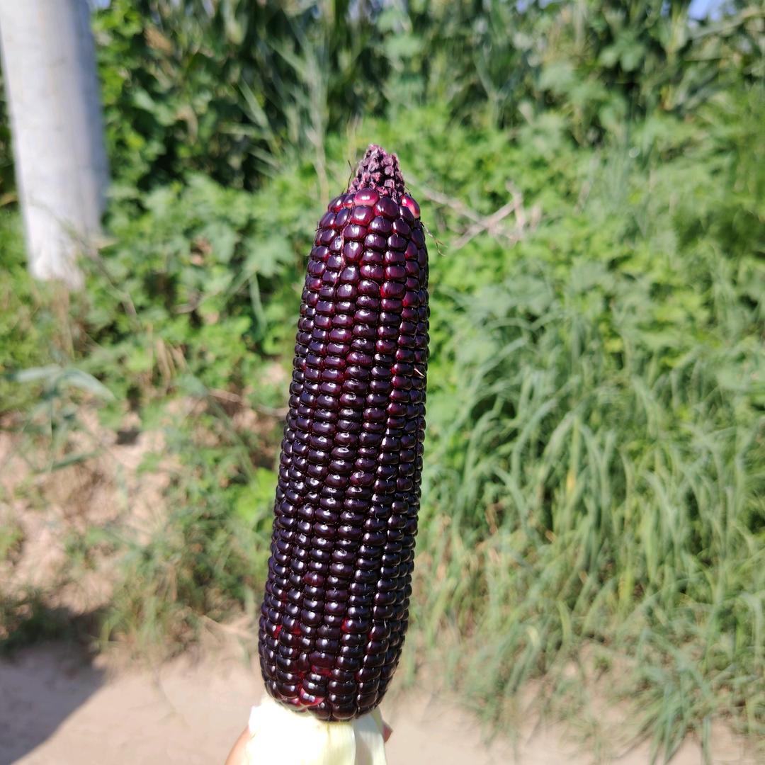 三号玉米基地