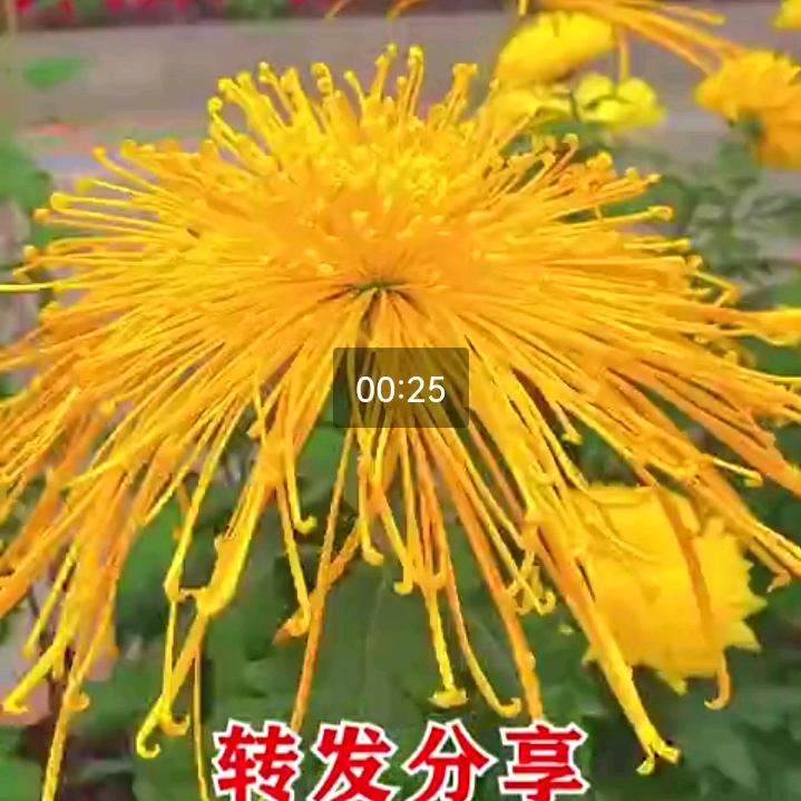 喜乐心