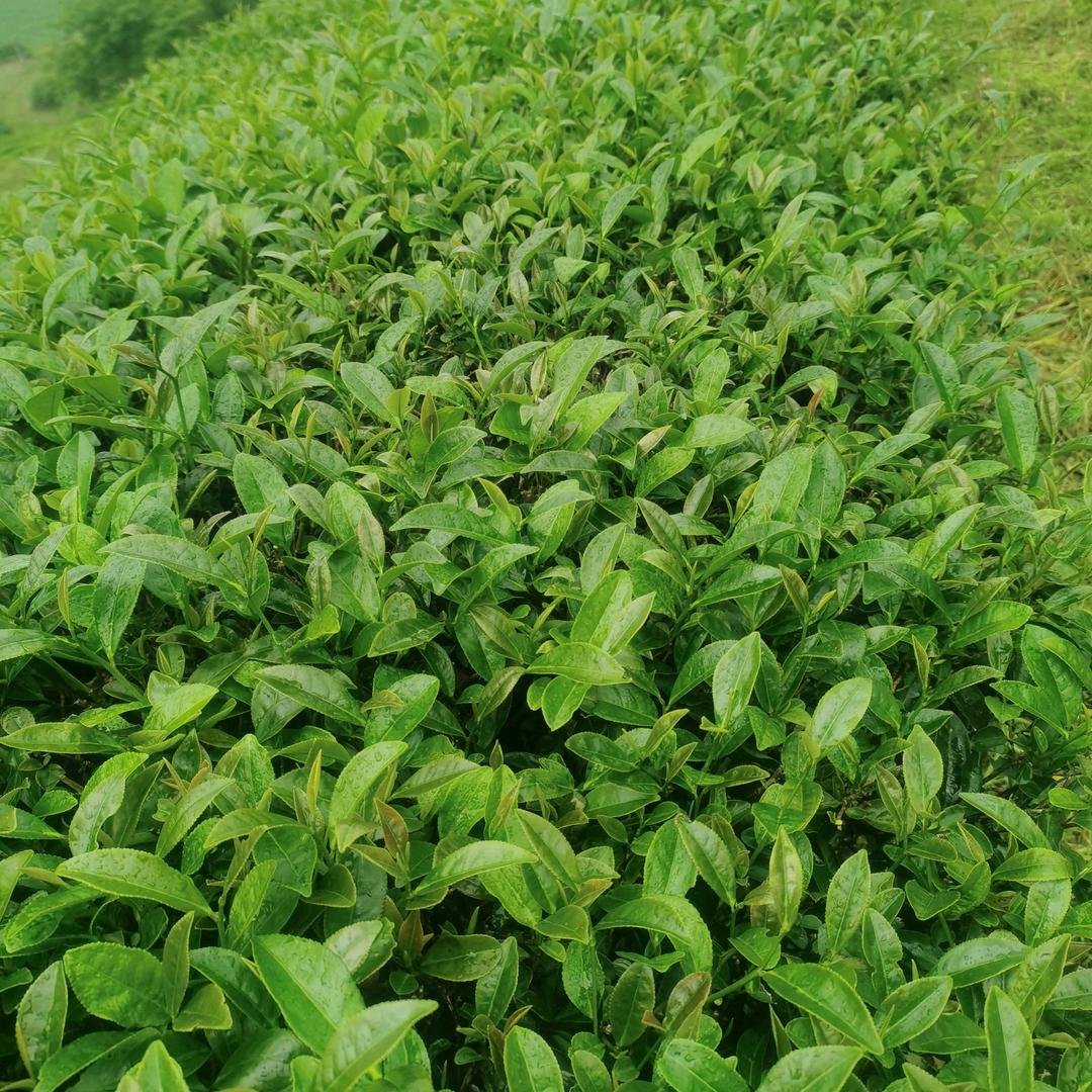 武夷山健豪生态茶厂
