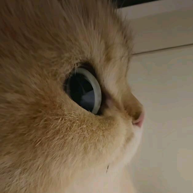 😼我嘞个豆🫛