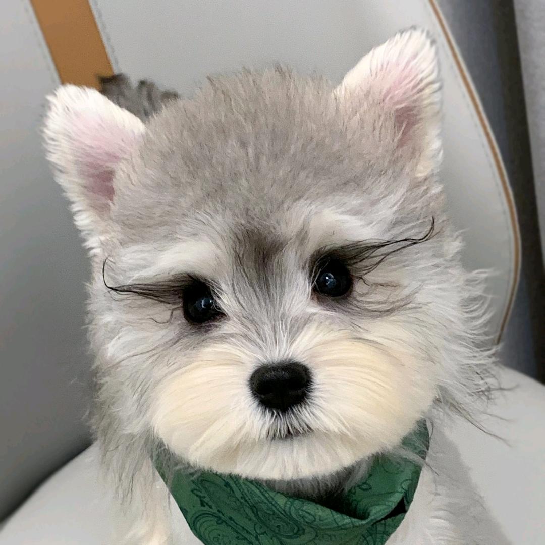 憨憨家毛孩子