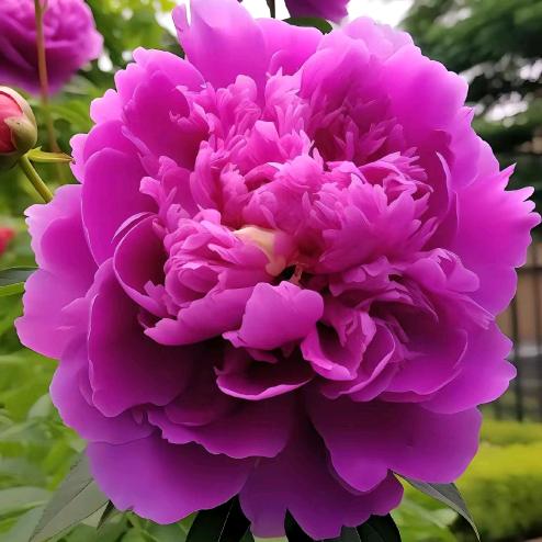 李芳梅