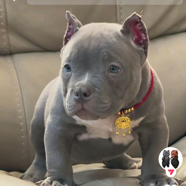 恶霸犬～大款VS富婆