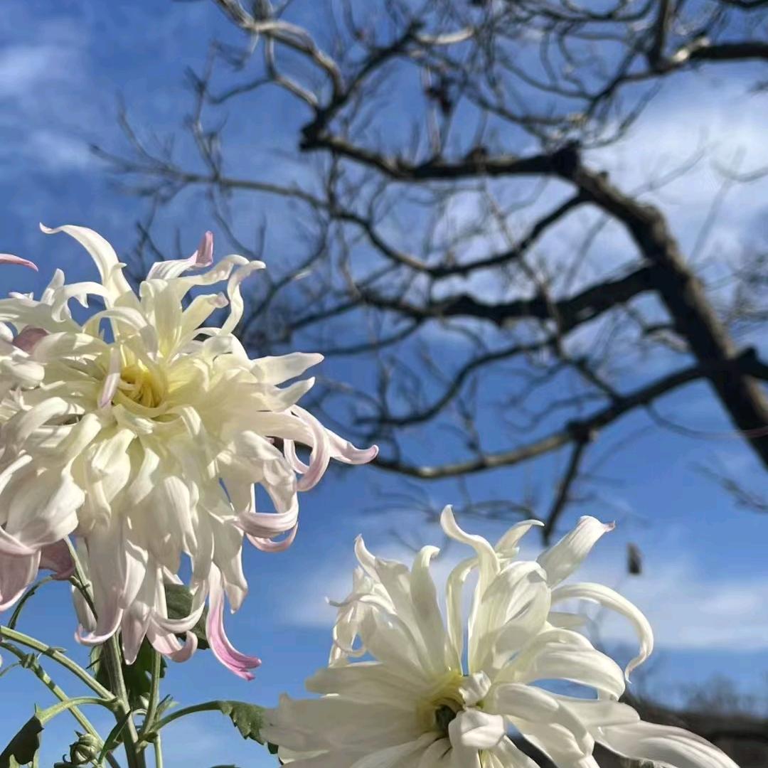 ✨️冰冷的月色✨️