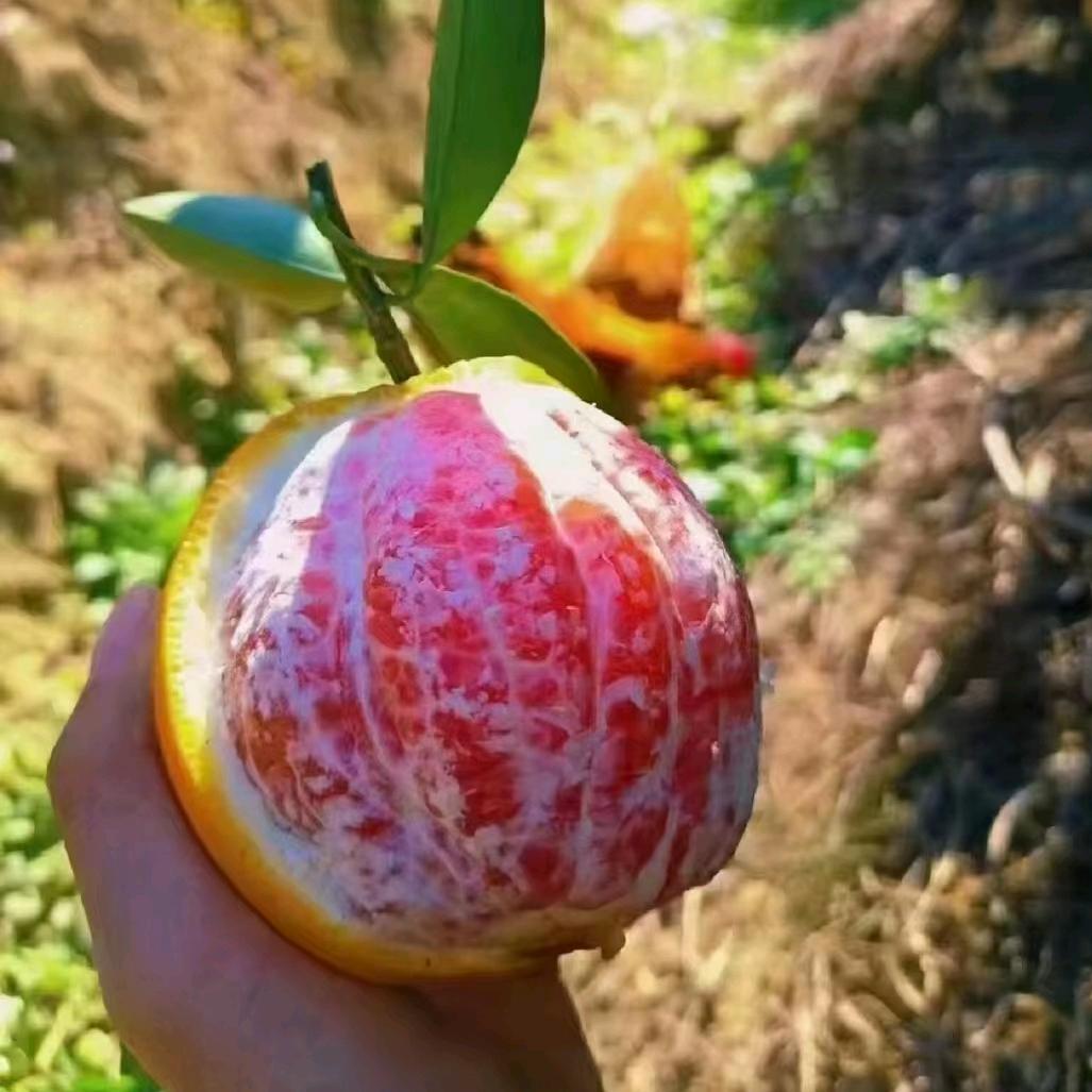 农家果园食品严选