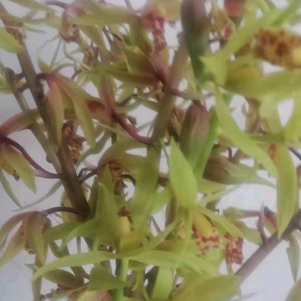 春天的兰草花