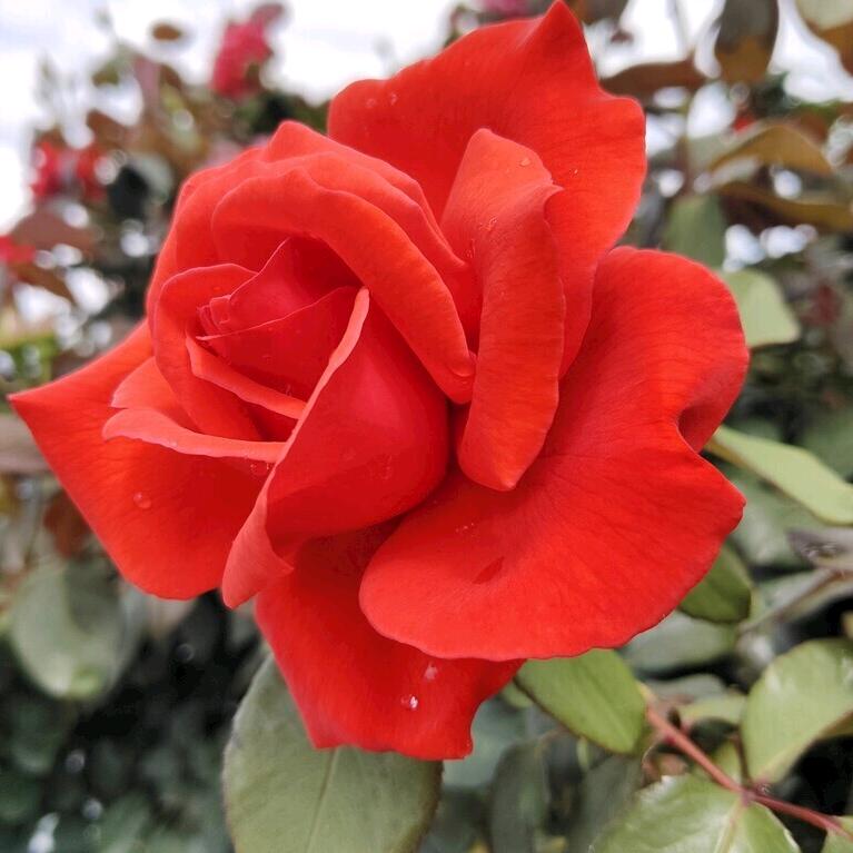 开心美一天🌹🌹🌹🌹雪真