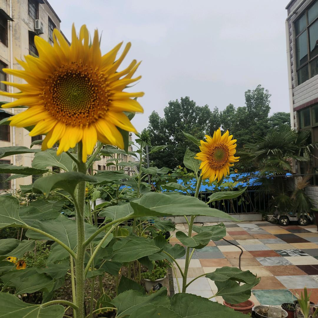 温暖🌻