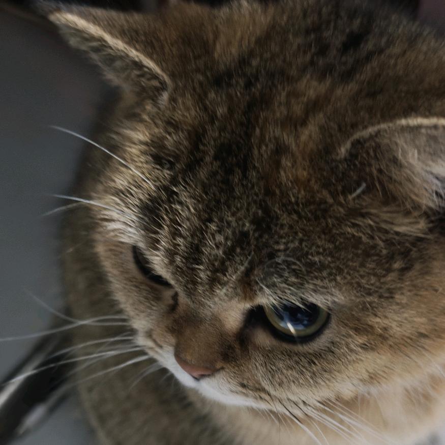 没有感情滴傻手（纯绿跑刀）